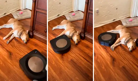 Perro duerme plácidamente pese a que aspiradora robot limpia a su alrededor