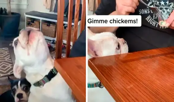 Perro interpreta curioso ‘canto’ para convencer a su dueño de darle comida 