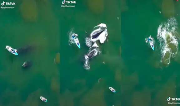 Realizaba surf de remo y cae asustado al agua por presencia de ballenas