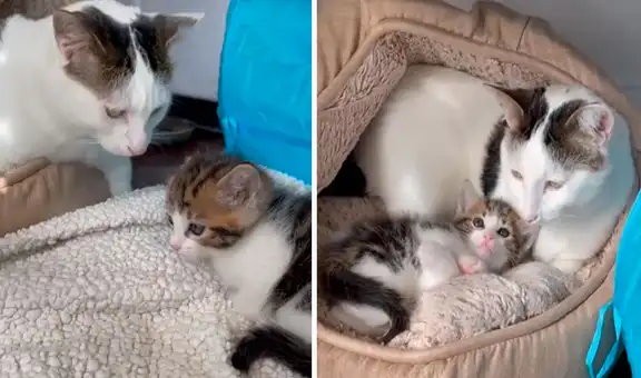 Gatita conoce a la nueva mascota de su dueña y ambos se vuelven inseparables