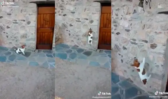 Perro sorprende por insólita forma de hacer sonar la campana de su hogar