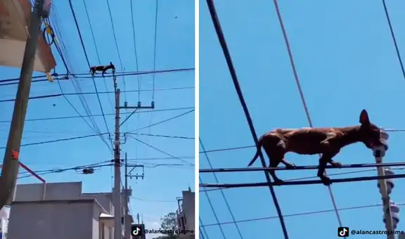Captan a perro chihuahua caminando sobre cables de alumbrado público