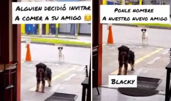 Perro callejero lleva a su ‘amigo’ al local donde siempre le regalan comida