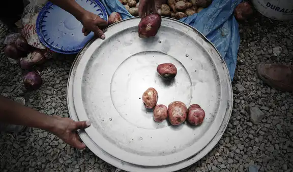 Perú importó casi US$ 6,6 millones en papas prefritas solo entre enero y abril