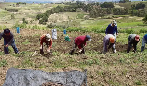Perú y Bolivia se restringen ingreso de algunos productos agrícolas