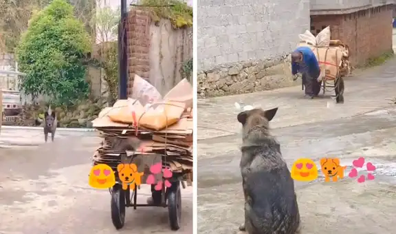 Perrito callejero se acerca a anciano para ayudarlo a llevar sus pesadas cosas hasta su casa