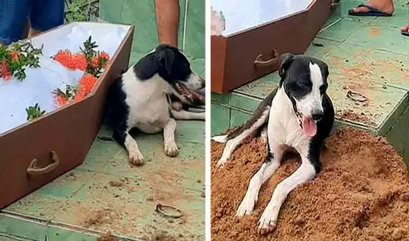 Perro no abandona a su dueño fallecido y lo acompaña hasta el día de su entierro