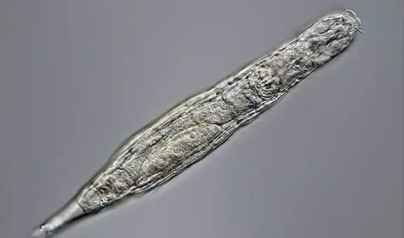 Criatura revive tras estar congelada por 24.000 años en el Ártico