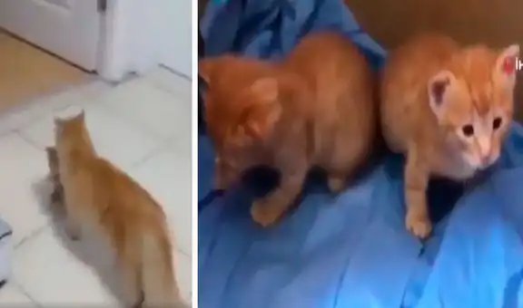 Gatita entra con sus crías a una veterinaria para que las puedan atender