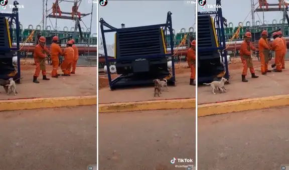 Perritos ‘apoyan’ a grupo de obreros a levantar con sogas un tubo de acero