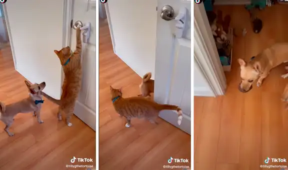Gato ‘ayuda’ a compañero perro y le abre la puerta para que saque su pelota