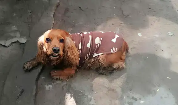 Los Olivos: familia busca a Doky, su perrito desaparecido