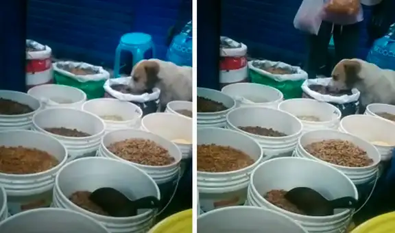 Comerciante halla a perrito callejero comiendo las croquetas más caras de su tienda 