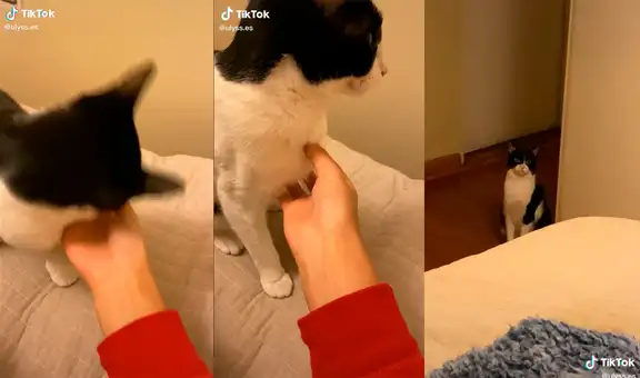 Le daba cariño a su gato, pero su otra mascota la observaba fijamente