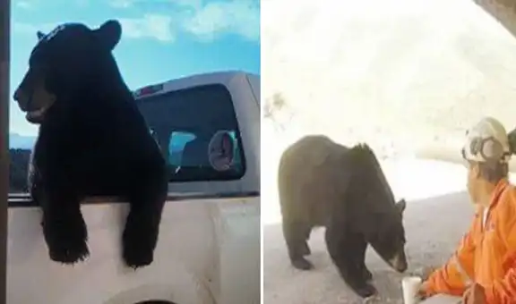 Oso espera en la carretera para ‘pedir’ a los conductores que le den un paseo