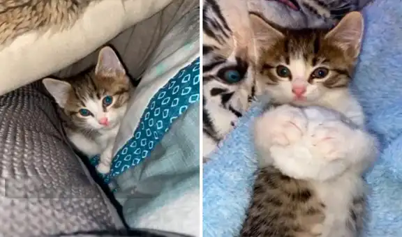 Encuentra una gatita bebé en la calle, la lleva a su casa para cuidarla y decide adoptarla 