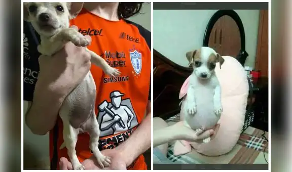‘Perrito panzón’: ¿cuál es el origen de la mascota del popular meme?