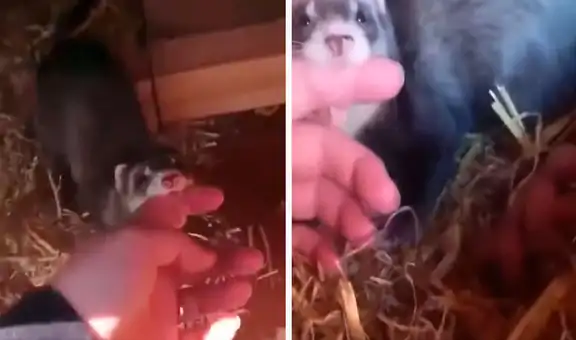 Hurón sostiene el dedo de su dueña para llevarla a conocer a sus bebés recién nacidos