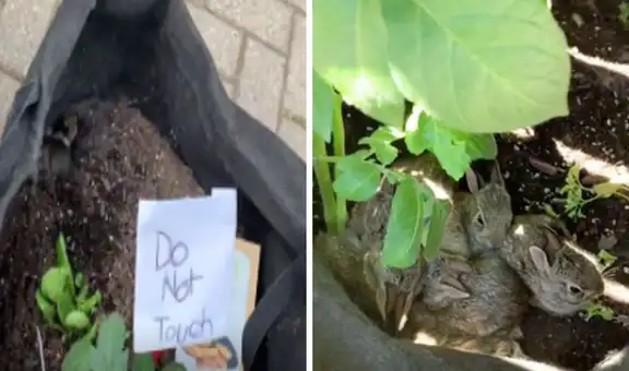 Acude a una tienda de plantas y encuentra a conejos bebés viviendo en una maceta