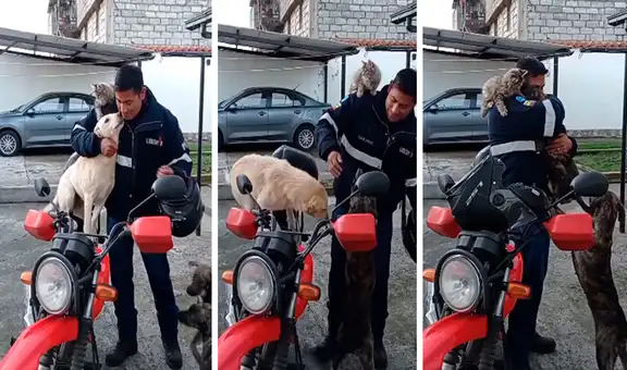 Hombre llega a su trabajo y recibe cariñosa ‘bienvenida’ de las macotas del lugar