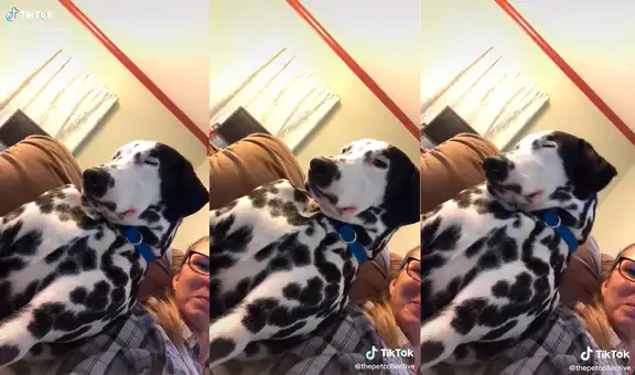 Perro decide acompañar a su dueña, pero no puede evitar quedarse profundamente dormido