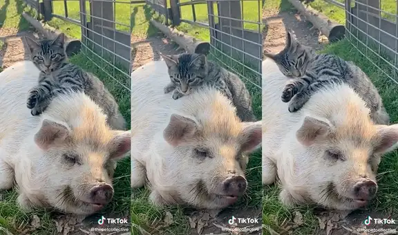 Cerdo y gato se vuelven ‘grandes amigos’ y dueño los encuentra descansando juntos