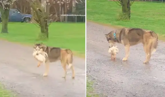 Perro carga un pollo en su hocico para que salgan a pasear juntos