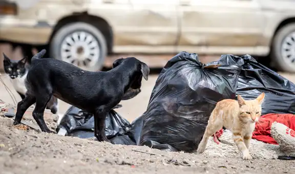 Aprueban proyecto de ley para esterilización de perros y gatos como deber del Estado