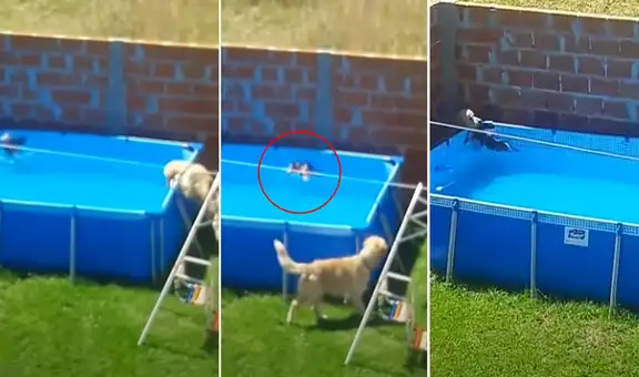Perro rescata a pequeña ave que estaba a punto de ahogarse al caer por error en piscina