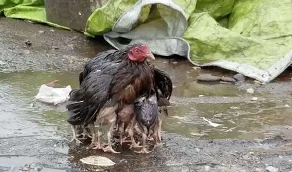Gallina protege a sus polluelos de la lluvia y abre sus alas para cubrirlos