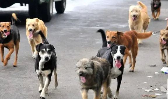 Aprueban norma que prioriza esterilización de perros y gatos