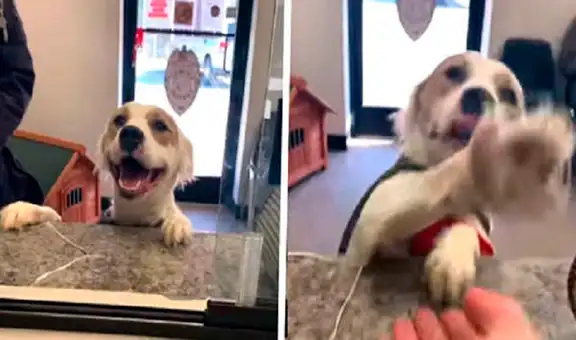 Perrita ‘sonríe’ de emoción al ver a su nueva dueña haciendo los trámites de adopción