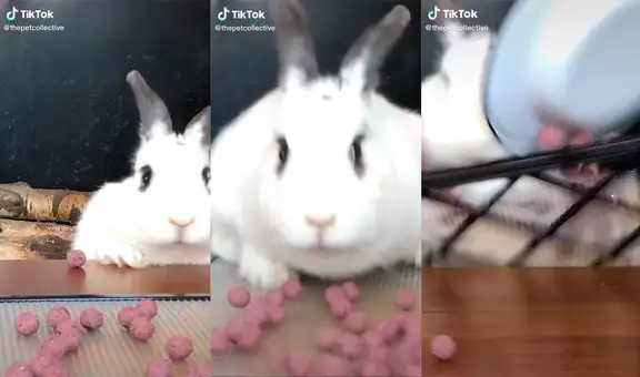 Conejo se desespera por comer antes de su hora designada y sorprende con travesura