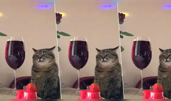 Mujer graba la peculiar conducta que tiene su gato y sus videos se viralizan en TikTok