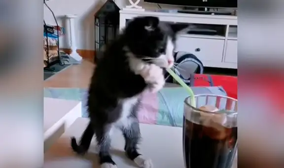 Gato toma su bebida con un sorbete y video causa gran sensación en las redes