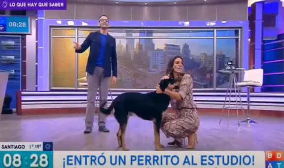 Perrito sin hogar entra a set de TV y conductora decide llevárselo a su casa