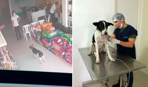 Perro ingresa a veterinaria para que médico lo ayude con herida en su cuello