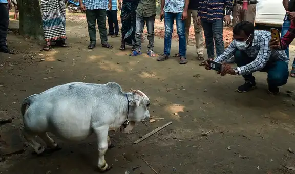 Conoce a Rani, la vaca más pequeña del mundo con solo 51 cm de altura