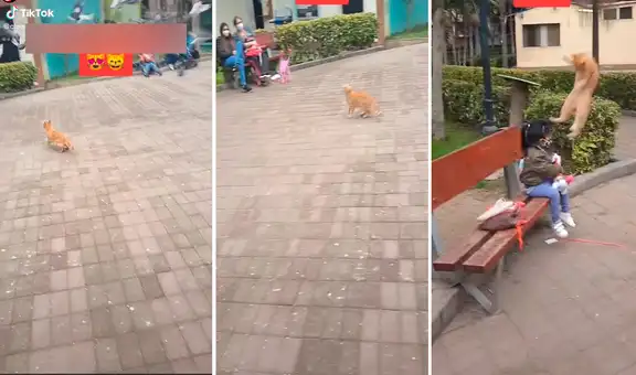 Gato intenta atrapar palomas en el aire y salto sorprende a niños en un parque
