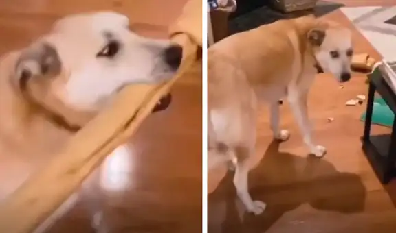 Perro se emociona con su nuevo juguete y termina rompiendo el florero de su dueña
