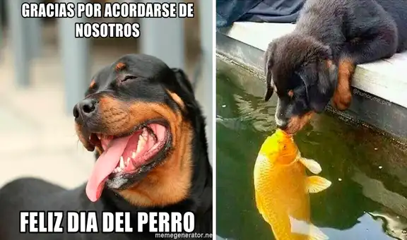 Celebra el Día Mundial del Perro con los hilarantes memes alusivos a esta especial fecha