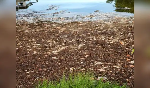 Florida: reportan más de 1.200 toneladas de peces muertos por tóxica marea roja