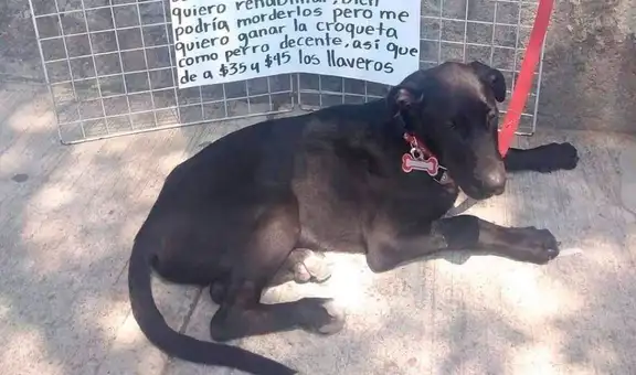 Perrito se convierte en ‘vendedor de llaveros’ para ayudar a su dueña a pagar sus croquetas