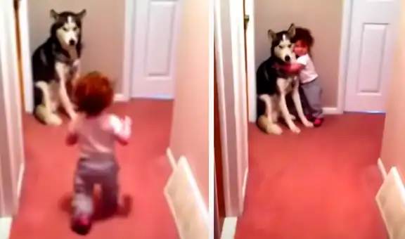 Perro husky siberiano y bebé comparten tierno momento que emociona