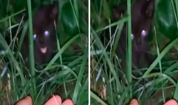 Escucha fuertes ruidos en plena madrugada y descubre a un gatito abandonado en la calle 