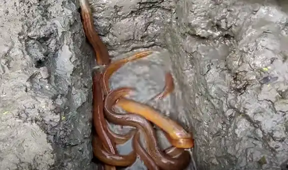 Cava un profundo pozo y a los segundos emergen peces con extraña apariencia