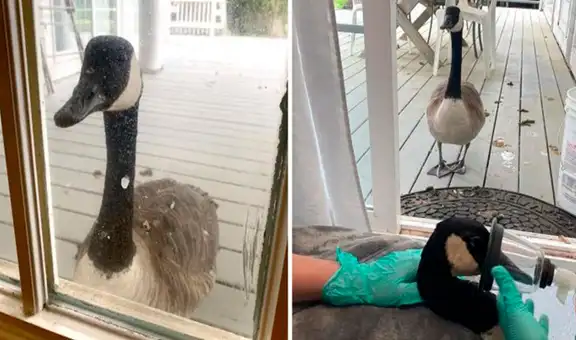 Gansa busca a su ‘pareja’ para estar a su lado luego que lo trasladaron a una veterinaria 