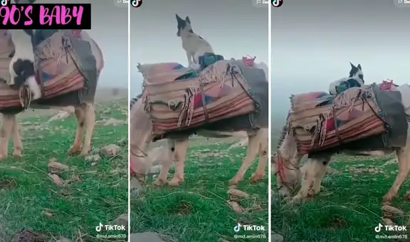 Captan a perro subiendo en el lomo de un burro para ‘ir de paseo’