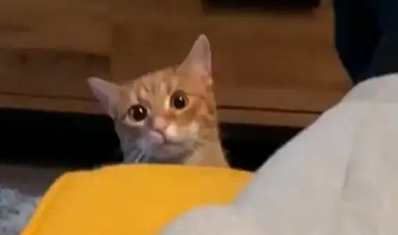 Vecinos llaman a la policía por una fiesta y descubren que gato prendió la radio de su hogar