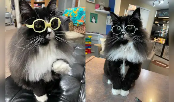 Truffles, la gata viral de Instagram que enseña a los niños la importancia de usar lentes